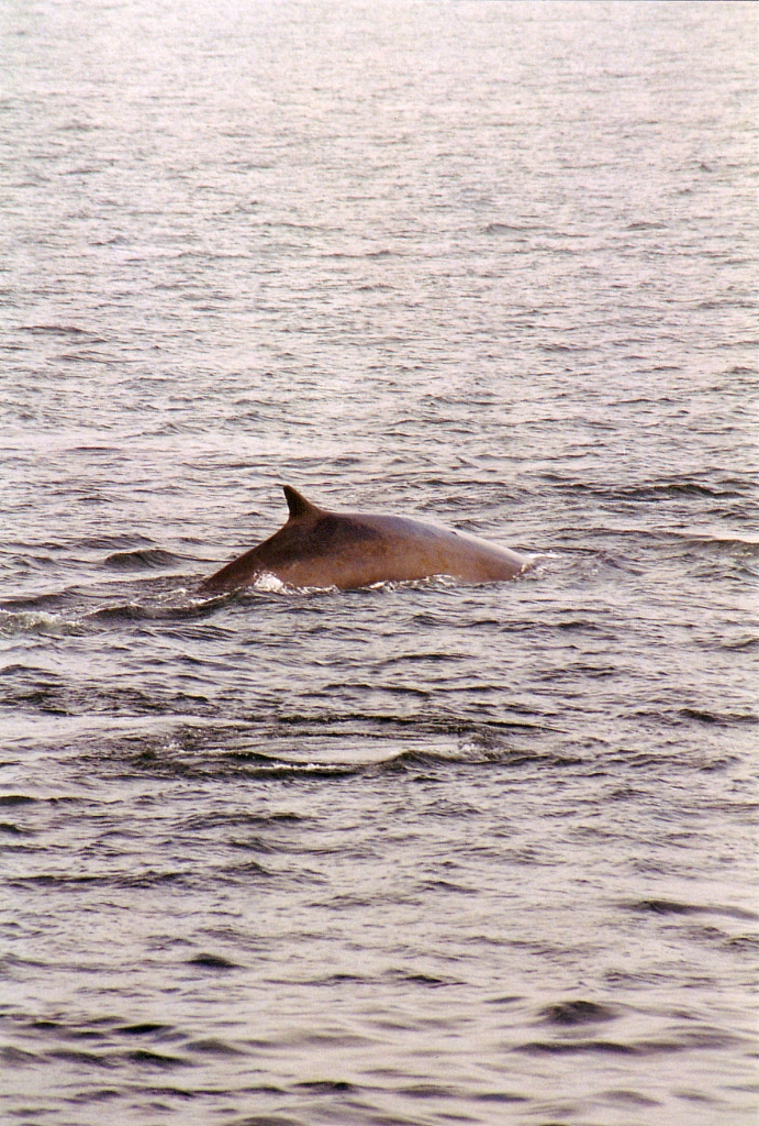 03 -Tadoussac (16).jpg
